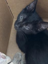 Shelter Stray Male Cat last seen , 11361 W Pico Blvd, Los Angeles, CA 90064, USA