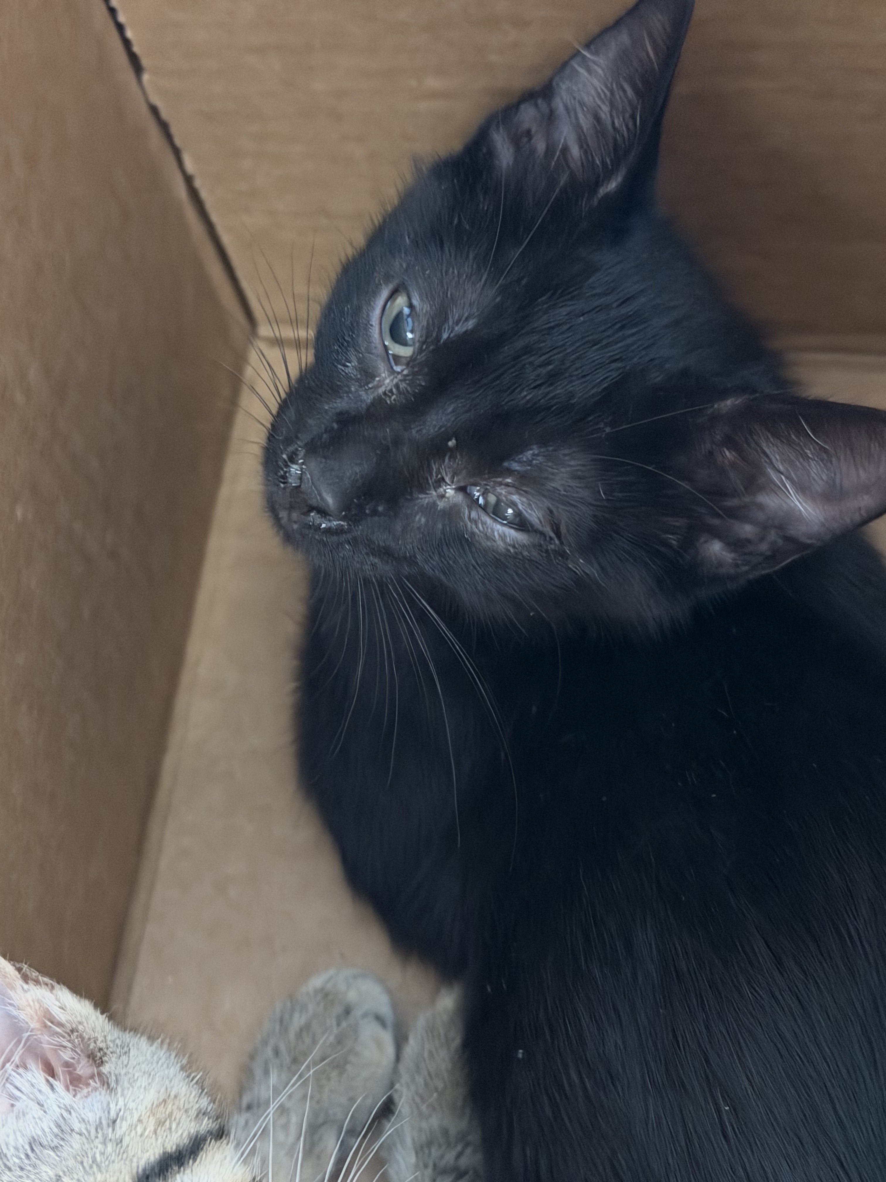 Shelter Stray Male Cat last seen , 11361 W Pico Blvd, Los Angeles, CA 90064, USA