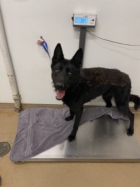 Shelter Stray Male Dog last seen THOMAS AVE, 16 Barnes Ct, Hayward, CA 94544, USA