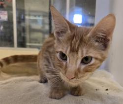 Shelter Stray Male Cat last seen Near BLOCK S GRAND AVE, SAN JACINTO CA 92582, 581 S Grand Ave, San Jacinto, CA 92582, USA