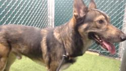 Shelter Stray Male Dog last seen , 11258 Garfield Ave, Downey, CA 90242, USA
