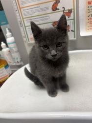 Shelter Stray Female Cat last seen DESERT PALM MOBILE HOME PARK ON STATE ST, 581 S Grand Ave, San Jacinto, CA 92582, USA