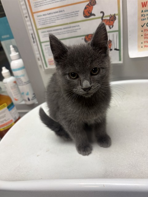 Shelter Stray Female Cat last seen DESERT PALM MOBILE HOME PARK ON STATE ST, 581 S Grand Ave, San Jacinto, CA 92582, USA