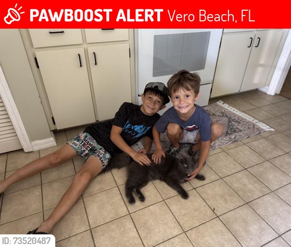 Lost Male Cat last seen 12th and 41st, Vero Beach, FL 32960
