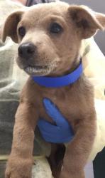 Shelter Stray Male Dog last seen Near BLOCK 58TH AVE, THERMAL CA 92274, 72050 Pet Land Pl, Thousand Palms, CA 92276, USA