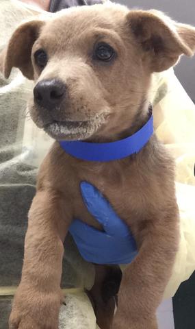 Shelter Stray Male Dog last seen Near BLOCK 58TH AVE, THERMAL CA 92274, 72050 Pet Land Pl, Thousand Palms, CA 92276, USA