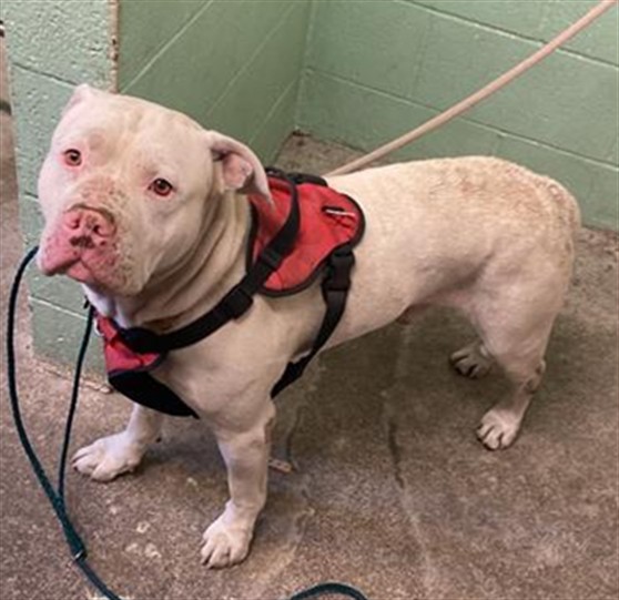 Shelter Stray Male Dog last seen POWER INN RD & SIGNAL CT, 2127 Front St, Sacramento, CA 95818, USA