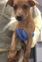 Shelter Stray Male Dog last seen Near BLOCK 58TH AVE, THERMAL CA 92274, 72050 Pet Land Pl, Thousand Palms, CA 92276, USA