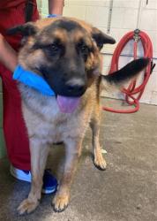 Shelter Stray Male Dog last seen 47TH AVE & 27TH ST, 2127 Front St, Sacramento, CA 95818, USA