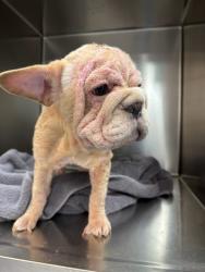 Shelter Stray Female Dog last seen JACKSON ST/ AVENUE 42, INDIO, CA, 72050 Pet Land Pl, Thousand Palms, CA 92276, USA
