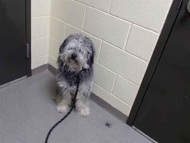 Shelter Stray Male Dog last seen Near BLOCK N IRELAND ST, DENVER CO 80249, 1241 W Bayaud Ave, Denver, CO 80223, USA