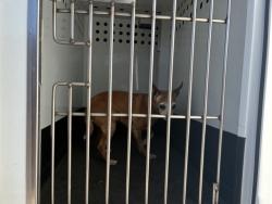 Shelter Stray Female Dog last seen Near WELLINGTON WAY, RENO NV 89506, 2825 Longley Ln Suite A, Reno, NV 89502, USA