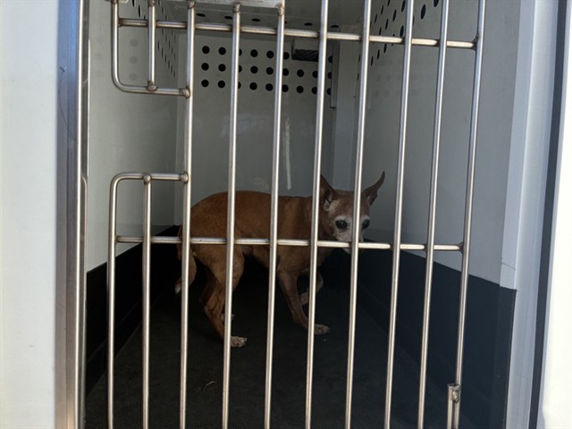Shelter Stray Female Dog last seen Near WELLINGTON WAY, RENO NV 89506, 2825 Longley Ln Suite A, Reno, NV 89502, USA