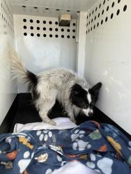 Shelter Stray Male Dog last seen Near BLOCK PRATER WAY, SPARKS NV 89431, 2825 Longley Ln Suite A, Reno, NV 89502, USA