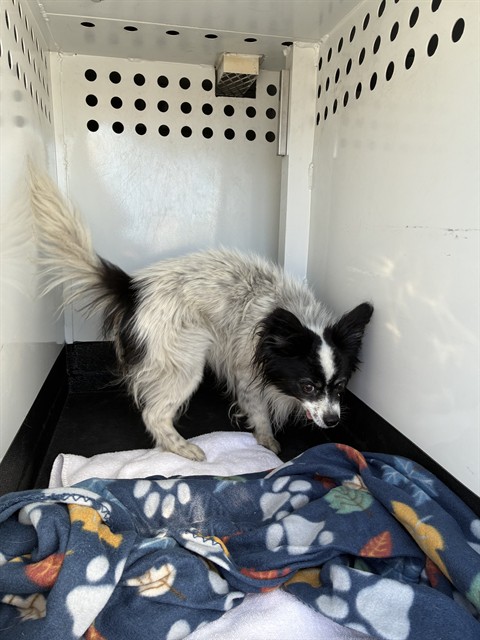Shelter Stray Male Dog last seen Near BLOCK PRATER WAY, SPARKS NV 89431, 2825 Longley Ln Suite A, Reno, NV 89502, USA