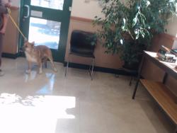 Shelter Stray Female Dog last seen Near BLOCK W 1ST AVE, SUN VALLEY NV 89433, 2825 Longley Ln Suite A, Reno, NV 89502, USA