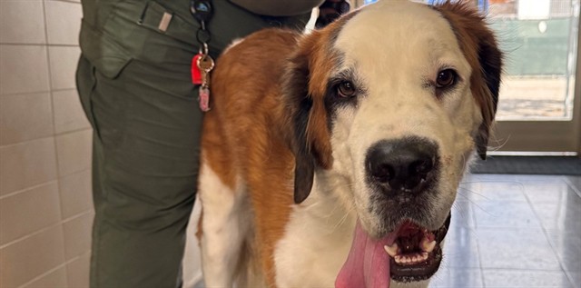 Shelter Stray Male Dog last seen , 1640 9th St, Santa Monica, CA 90404, USA