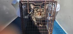 Shelter Stray Male Cat last seen Near BLOCK STONEDIKE DR, COLORADO SPRINGS, CO 80907, 610 Abbot Ln, Colorado Springs, CO 80905, USA