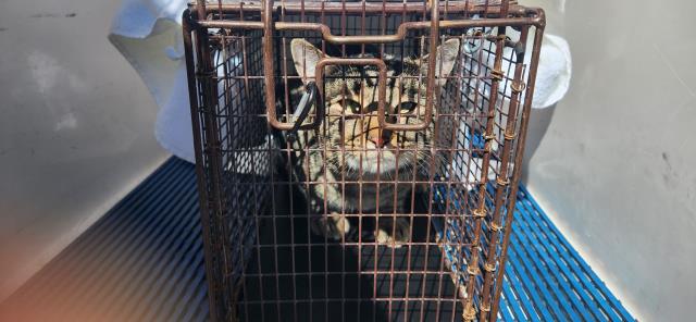 Shelter Stray Male Cat last seen Near BLOCK STONEDIKE DR, COLORADO SPRINGS, CO 80907, 610 Abbot Ln, Colorado Springs, CO 80905, USA