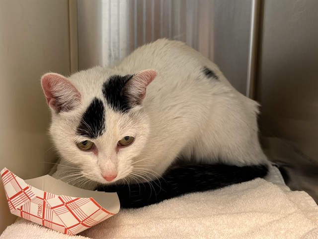 Shelter Stray Female Cat last seen Near BLOCK N NEVADA AVE, COLORADO SPRINGS CO 80907, 610 Abbot Ln, Colorado Springs, CO 80905, USA