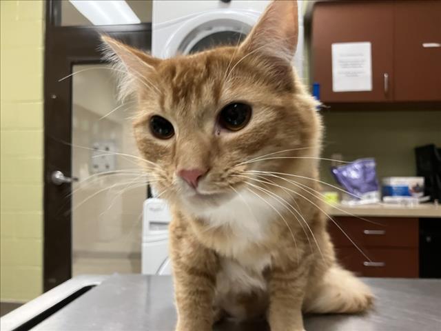 Shelter Stray Female Cat last seen HARMONY CHURCH RD, MEBANE, 1601 Eubanks Rd, Chapel Hill, NC 27516, USA