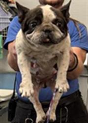 Shelter Stray Female Dog last seen , 600 Aviation Dr, Camarillo, CA 93010, USA