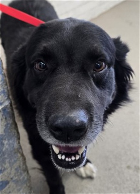 Shelter Stray Male Dog last seen PALM DR, 333 Chandler Pl, San Bernardino, CA 92408, USA