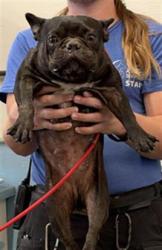Shelter Stray Female Dog last seen , 600 Aviation Dr, Camarillo, CA 93010, USA