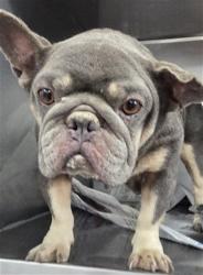Shelter Stray Female Dog last seen VALLEY BLVD, 333 Chandler Pl, San Bernardino, CA 92408, USA