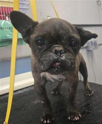 Shelter Stray Male Dog last seen , 600 Aviation Dr, Camarillo, CA 93010, USA