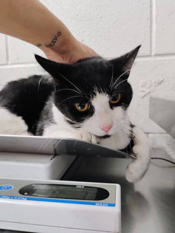 Shelter Stray Unknown Cat last seen RIALTO AND PEPPER, 333 Chandler Pl, San Bernardino, CA 92408, USA