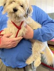 Shelter Stray Female Dog last seen , 600 Aviation Dr, Camarillo, CA 93010, USA