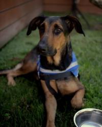 Shelter Stray Female Dog last seen , 1850 W 60th St, Los Angeles, CA 90047, USA