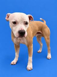 Shelter Stray Male Dog last seen Near BLOCK SW 212TH ST, 3599 NW 79th Ave, Doral, FL 33122, USA