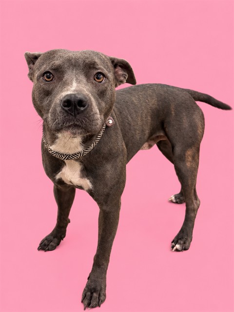 Shelter Stray Female Dog last seen Near BLOCK SW 212TH ST, 3599 NW 79th Ave, Doral, FL 33122, USA