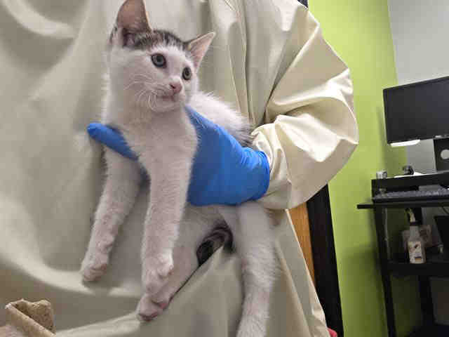 Shelter Stray Female Cat last seen Near BLOCK 52ND AVE S, AUBURN WA 98001, 21615 64th Ave S, Kent, WA 98032, USA