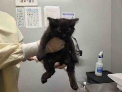 Shelter Stray Male Cat last seen Near BLOCK 52ND AVE S, AUBURN WA 98001, 21615 64th Ave S, Kent, WA 98032, USA