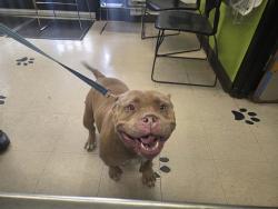 Shelter Stray Female Dog last seen Near BLOCK MAPLE VALLEY HWY, MAPLE VALLEY WA 98038, 21615 64th Ave S, Kent, WA 98032, USA