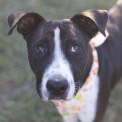 Shelter Stray Male Dog last seen Near BLOCK DARTMOUTH ST- OSF ATTACHED, 4710 TX-151, San Antonio, TX 78227, USA