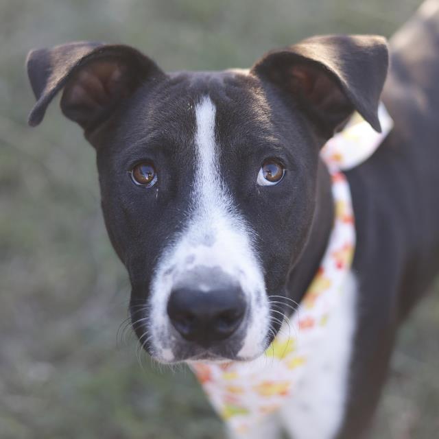 Shelter Stray Male Dog last seen Near BLOCK DARTMOUTH ST- OSF ATTACHED, 4710 TX-151, San Antonio, TX 78227, USA
