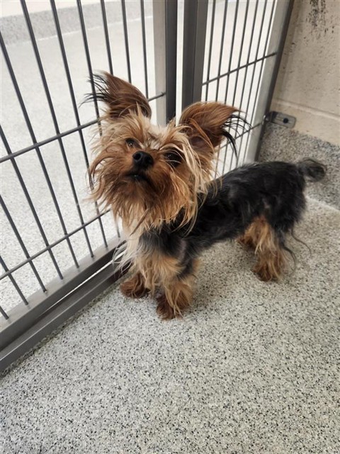 Shelter Stray Female Dog last seen DONA NEELY WAY / POPPY RIDGE RD, 9150 Union Park Way, Elk Grove, CA 95624, USA