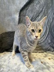Shelter Stray Female Cat last seen Near BLOCK BURNT CEDAR LN, 3528 Newburg Rd, Louisville, KY 40218, USA