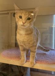 Shelter Stray Male Cat last seen Near BLOCK BURNT CEDAR LN, 3528 Newburg Rd, Louisville, KY 40218, USA