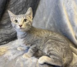 Shelter Stray Male Cat last seen Near BLOCK WALNUT FARM PL, 3528 Newburg Rd, Louisville, KY 40218, USA
