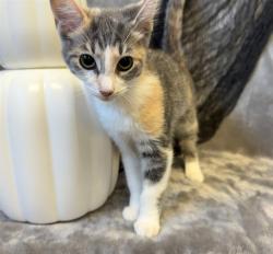 Shelter Stray Female Cat last seen Near BLOCK WALNUT FARM PL, 3528 Newburg Rd, Louisville, KY 40218, USA