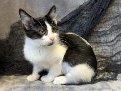 Shelter Stray Female Cat last seen Near BLOCK RED FERN RD, 3528 Newburg Rd, Louisville, KY 40218, USA