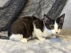 Shelter Stray Female Cat last seen Near BLOCK RED FERN ROAD, 3528 Newburg Rd, Louisville, KY 40218, USA