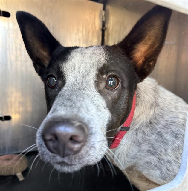 Shelter Stray Male Dog last seen Near BLOCK LEAL ST, 4710 TX-151, San Antonio, TX 78227, USA