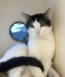 Shelter Stray Male Cat last seen Near BLOCK SOUTHSIDE DR, 3528 Newburg Rd, Louisville, KY 40218, USA