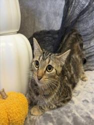 Shelter Stray Female Cat last seen Near BLOCK SOUTHSIDE DR APT 4A, 3528 Newburg Rd, Louisville, KY 40218, USA